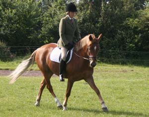 Hollybrooke Ginger